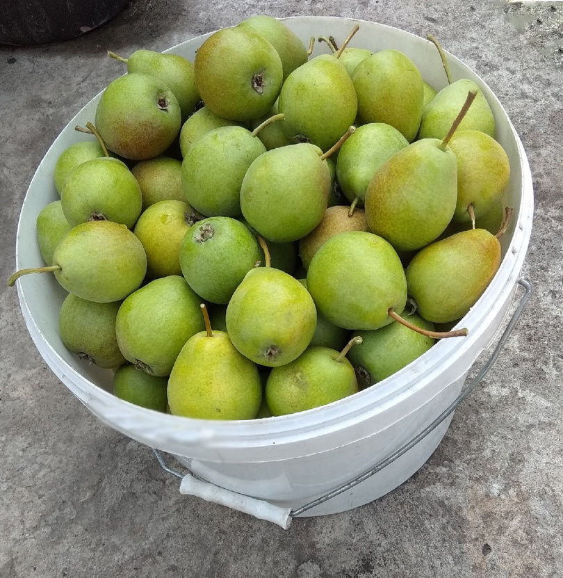 груша Сварог