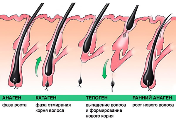Фазы роста волос