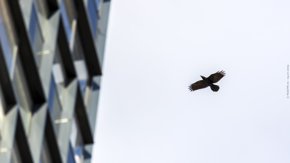 Ворон... © NickFW.ru — 04.07.2025г.