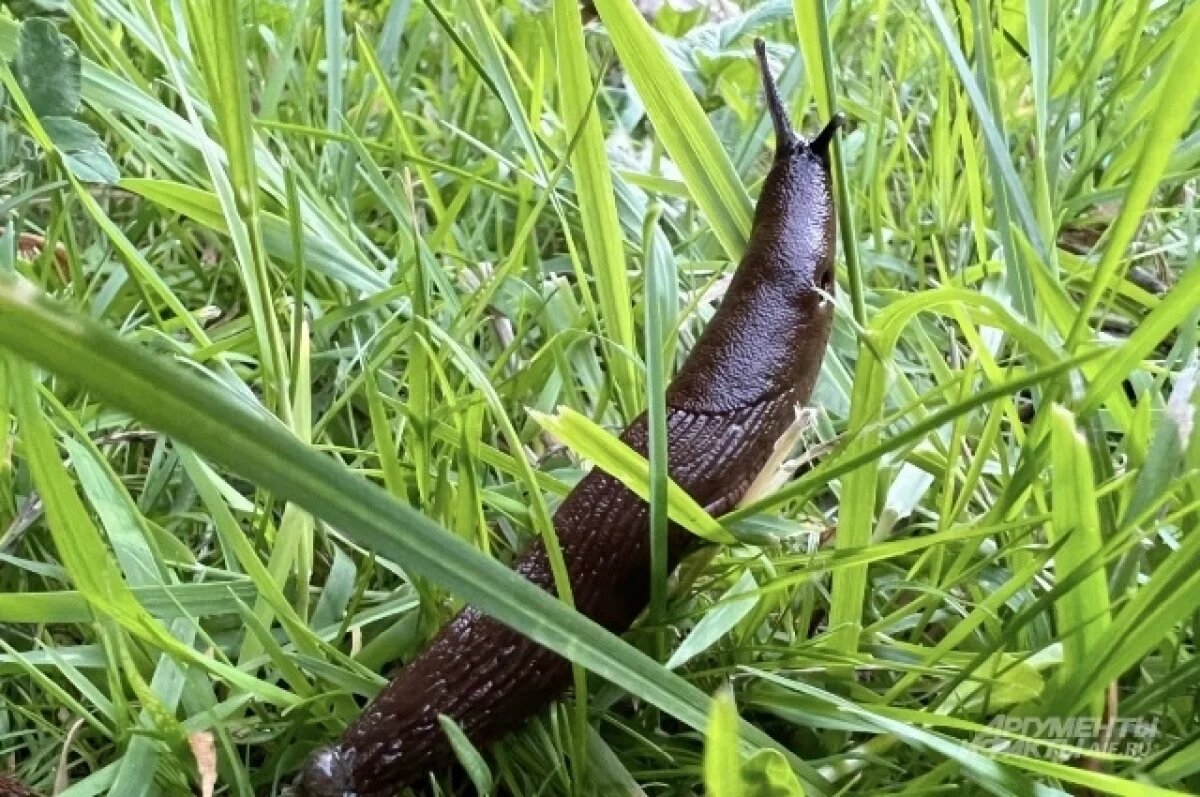    Туманов посоветовал ловить испанских слизней на дачных участках ночью
