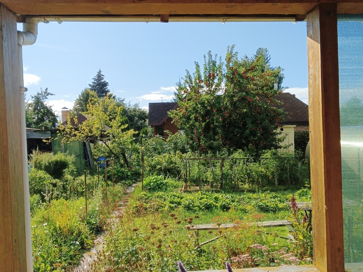 Дача сегодня. Как обычно зелено, живописно, акварельно