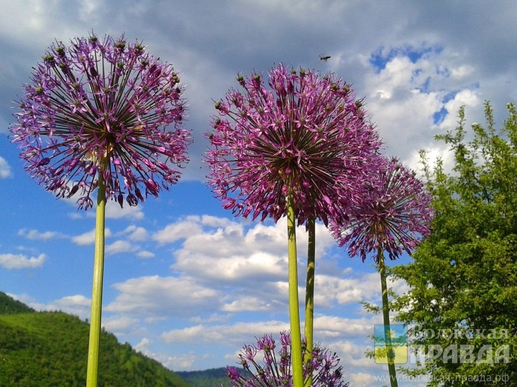     Как на Анну Летнюю подготовиться к зиме: что нужно делать 7 августа

