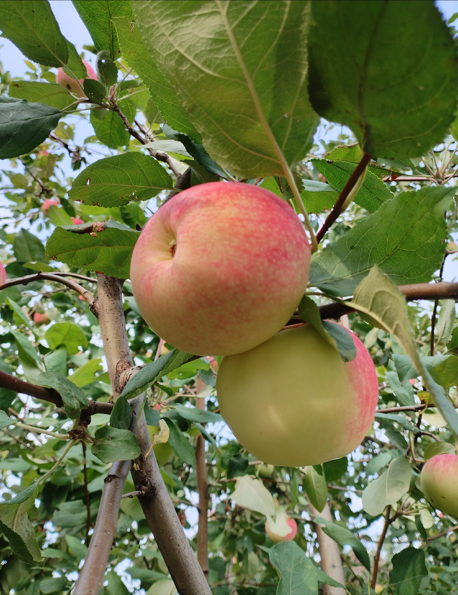 Грушовка Московская. Яблоки - объединие, медовые. 