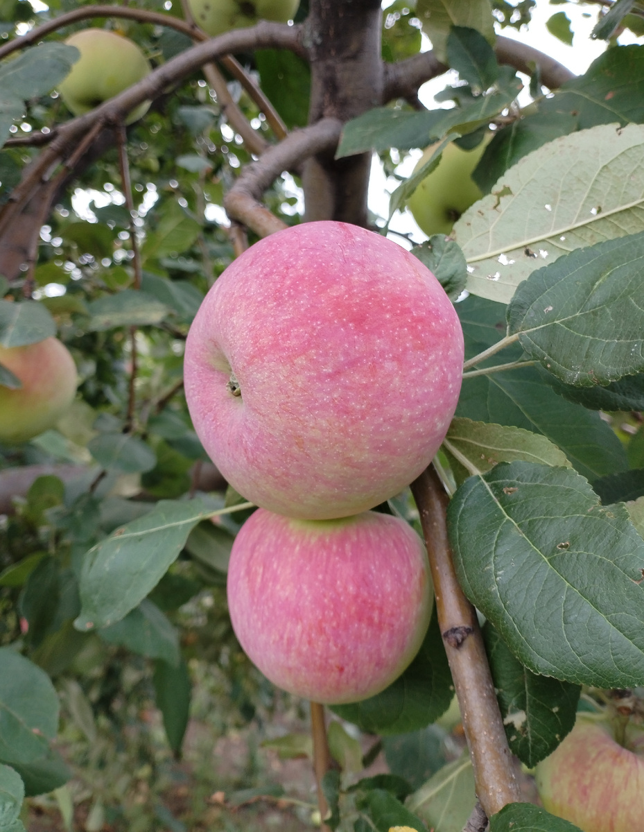 Летние яблоки. Сорт Мелба Очень вкусные, сочные. 