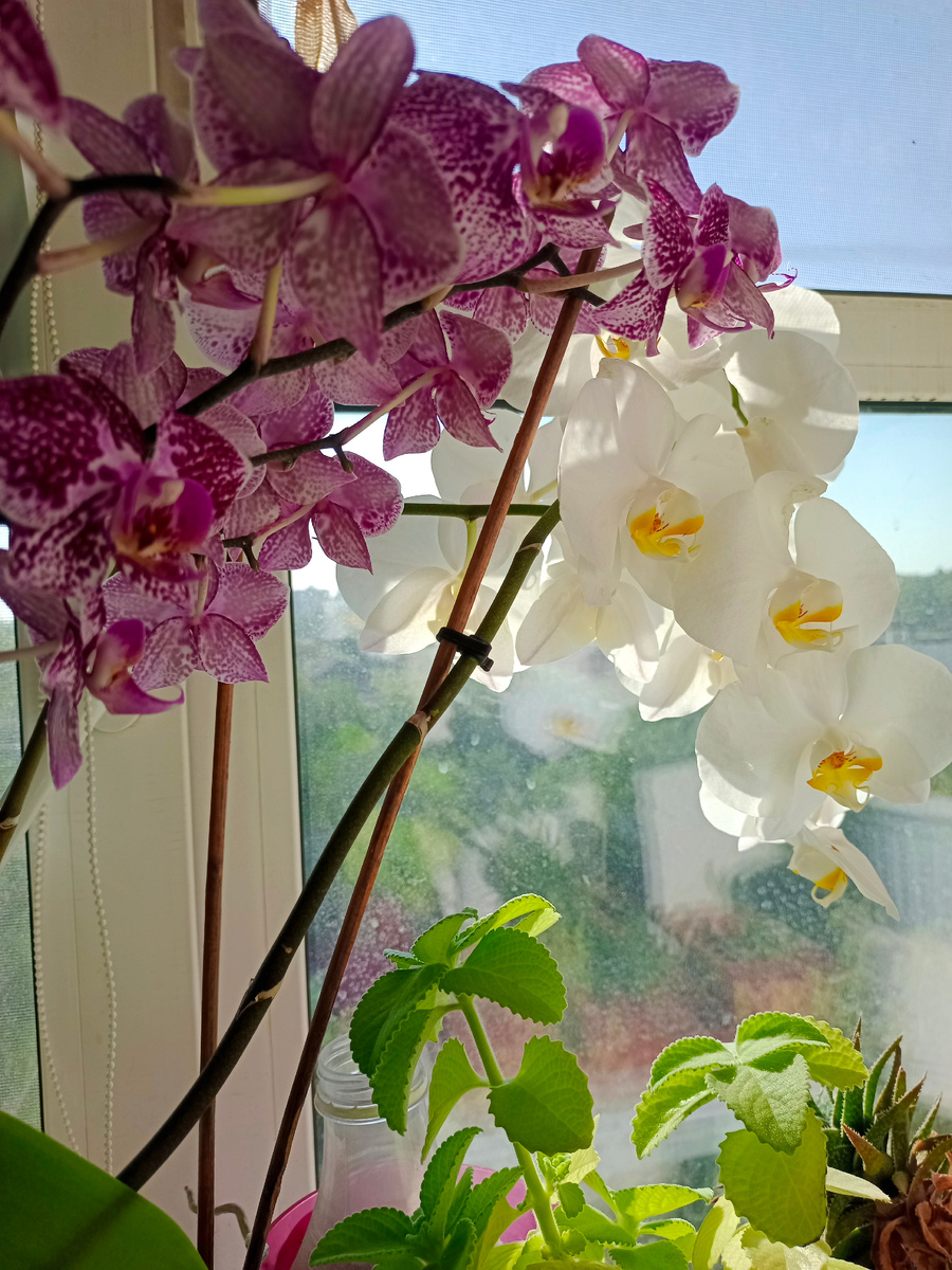 Цветут! Рядом мята 