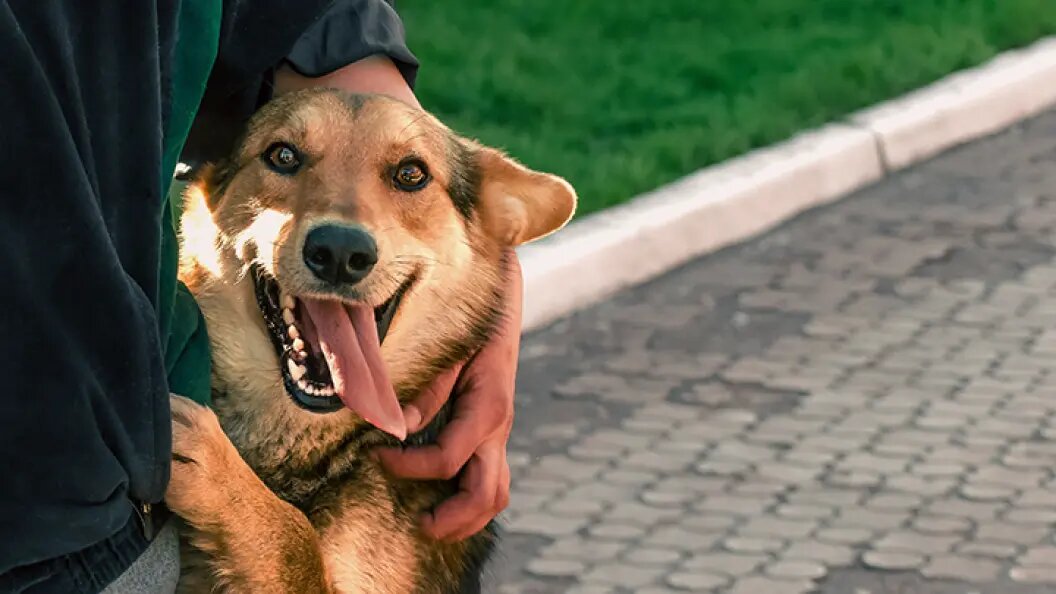    Фото: ChocoPie/Shutterstock