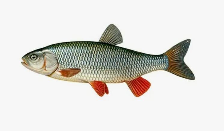 Рыба голавль