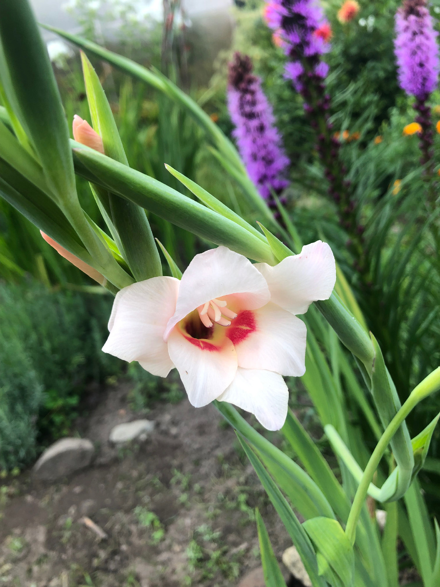 Гладиолус низкорослый