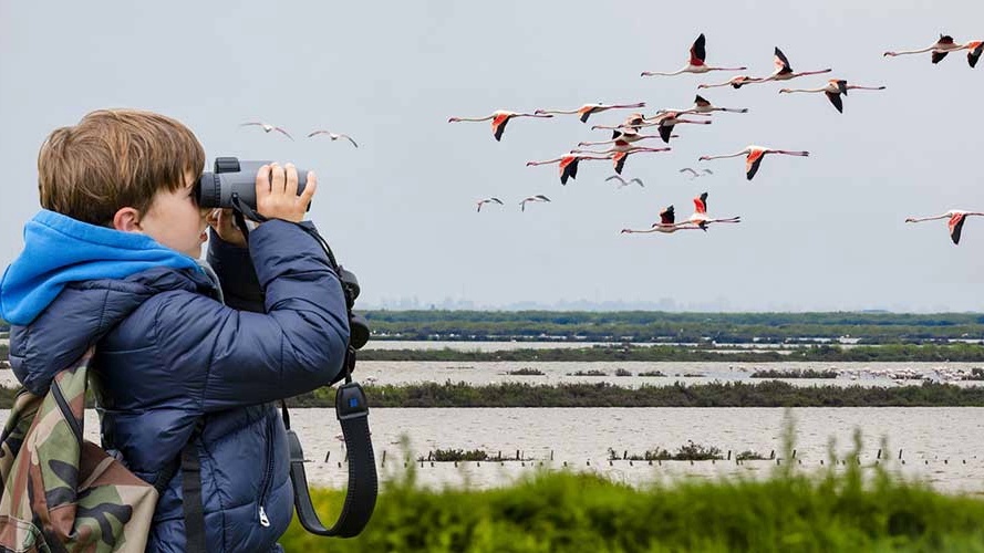 Наблюдение за птицами — бёрдвотчинг
