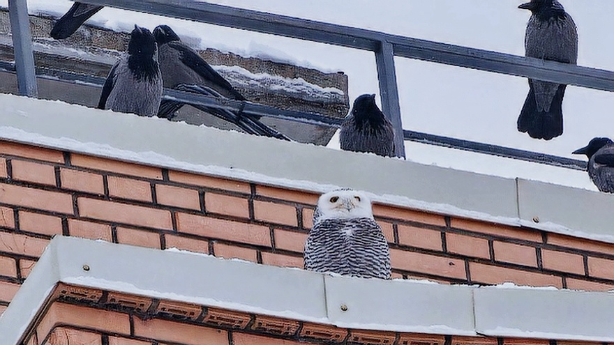 Полярная сова в Санкт-Петербурге, 2023 год