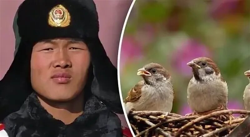 Яндекс. Картинки