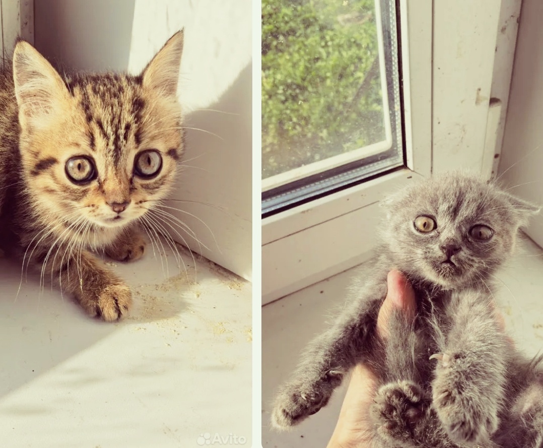 И кого только не предлагают 🐱 Фото с авито