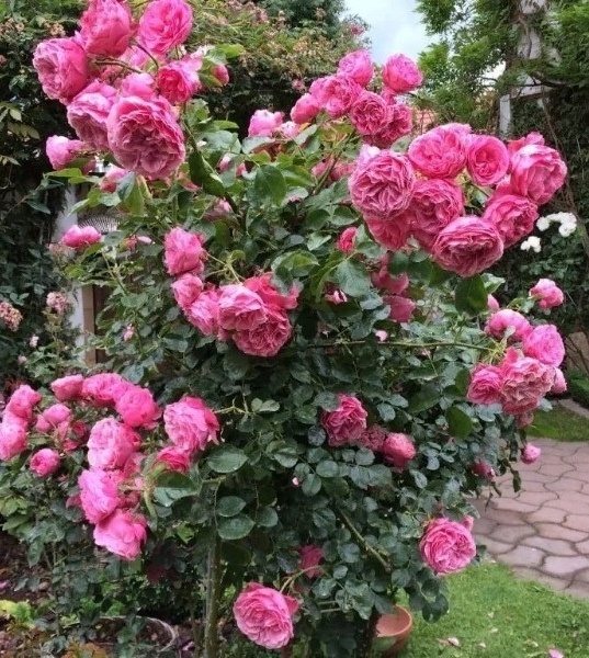 фото взято с яндекс картинки