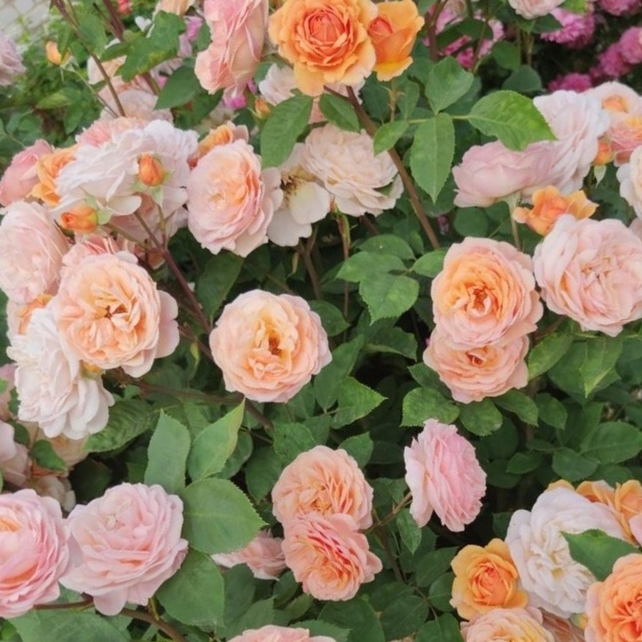 фото взято с яндекс картинки