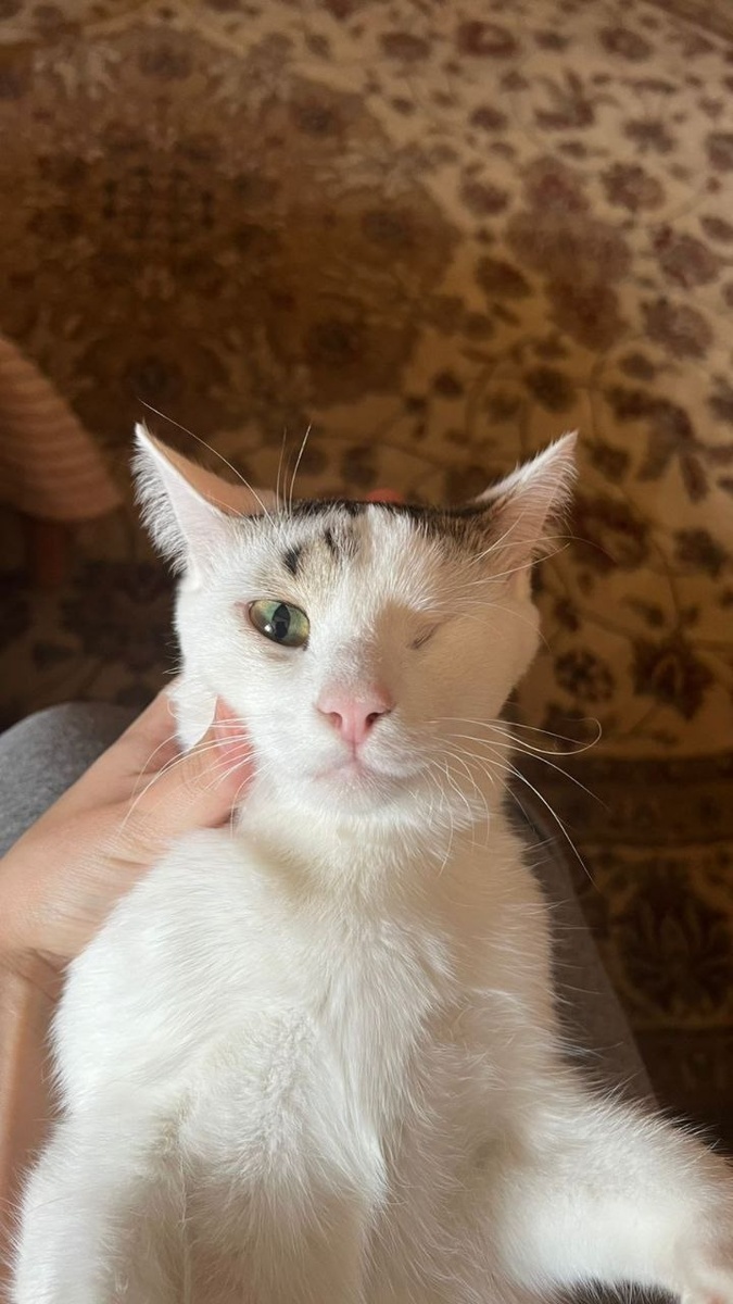 Главный мурчащий эксперт по уюту. 