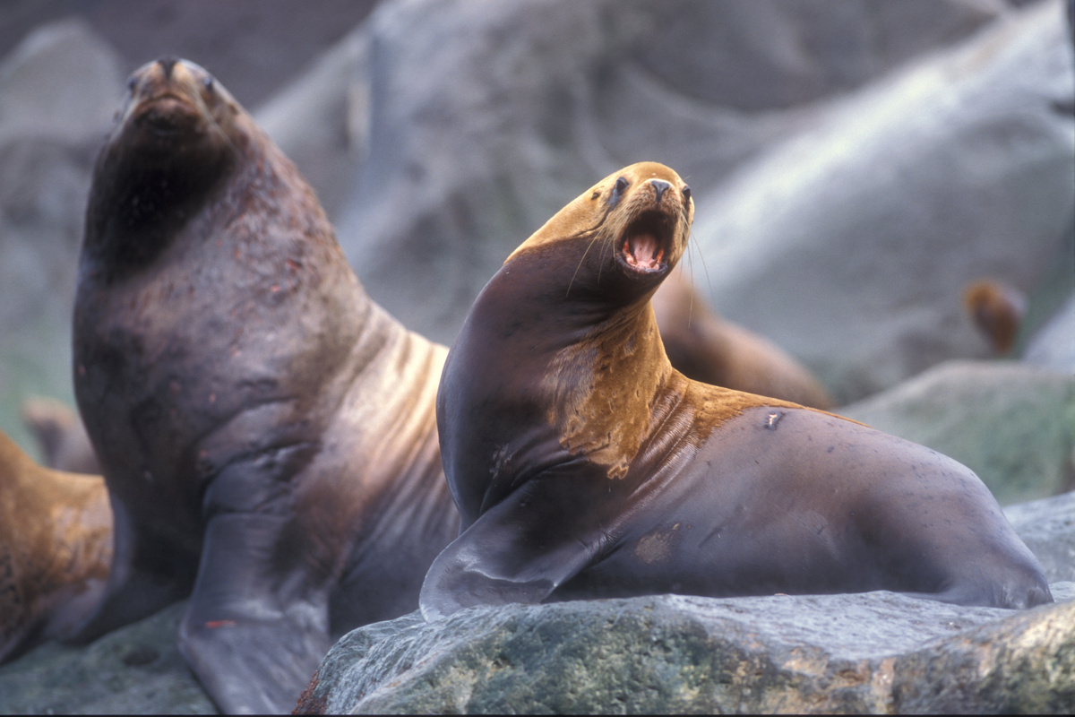 Фото: Сивучи / Юрий Артюхин / Кроноцкий заповедник