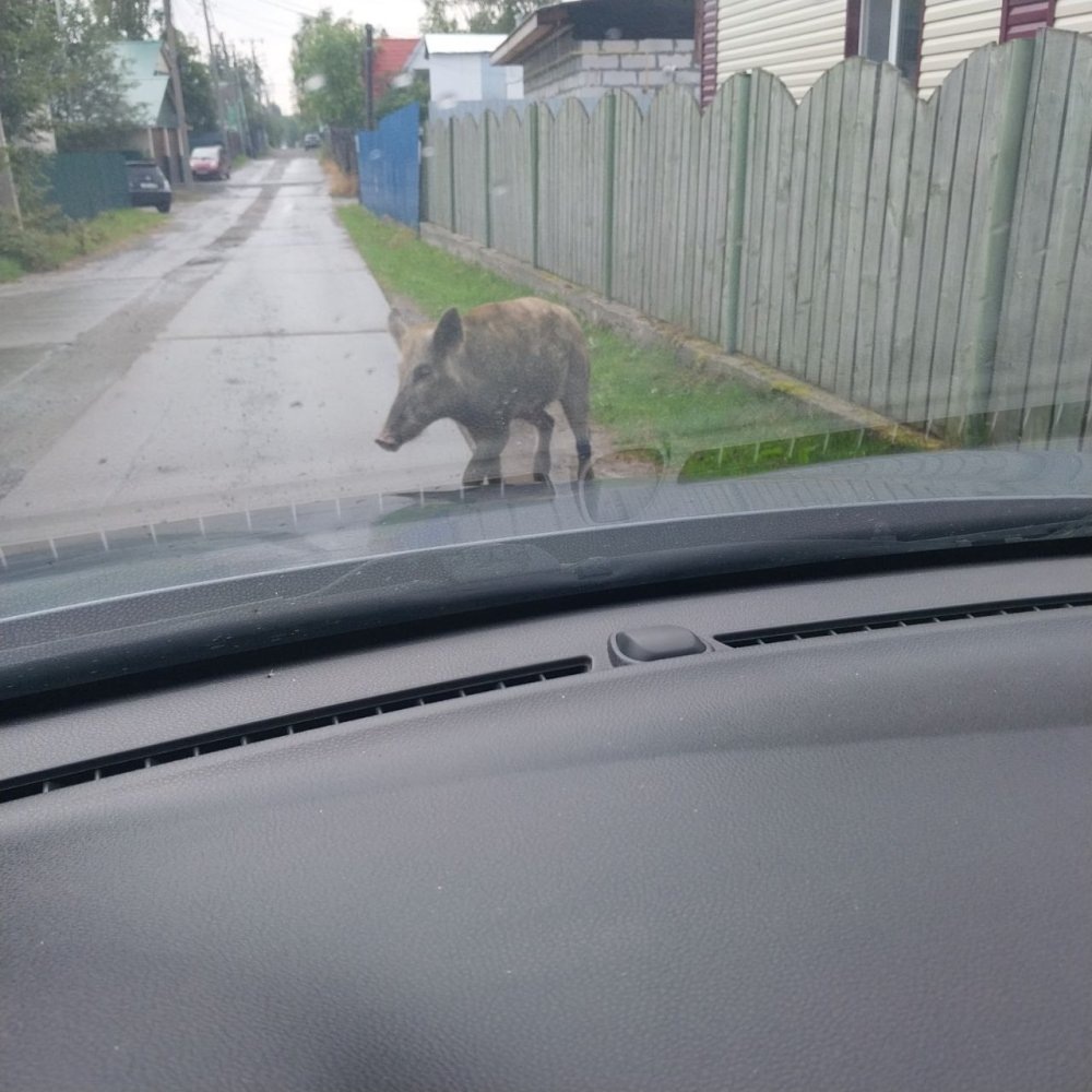    Хряк-хулиган