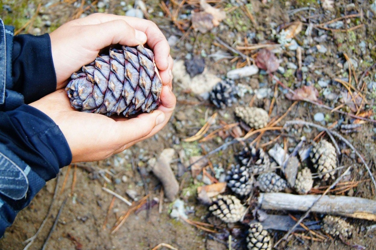    Начинается сезон сбора кедровых шишек
