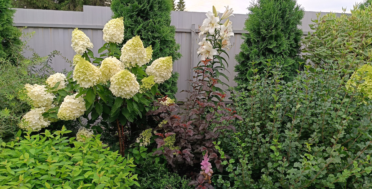 Сад автора, Миксбордер N1 (левая часть)