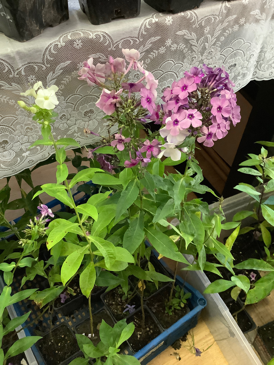 Флокс Мистер Икс