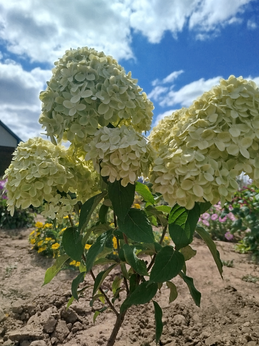 Гортензия Лаймлайт