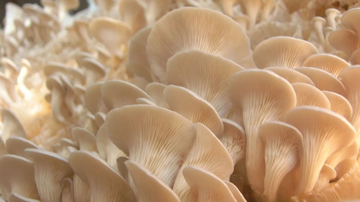    Фото: PODA Studio/Shutterstock/Fotodom