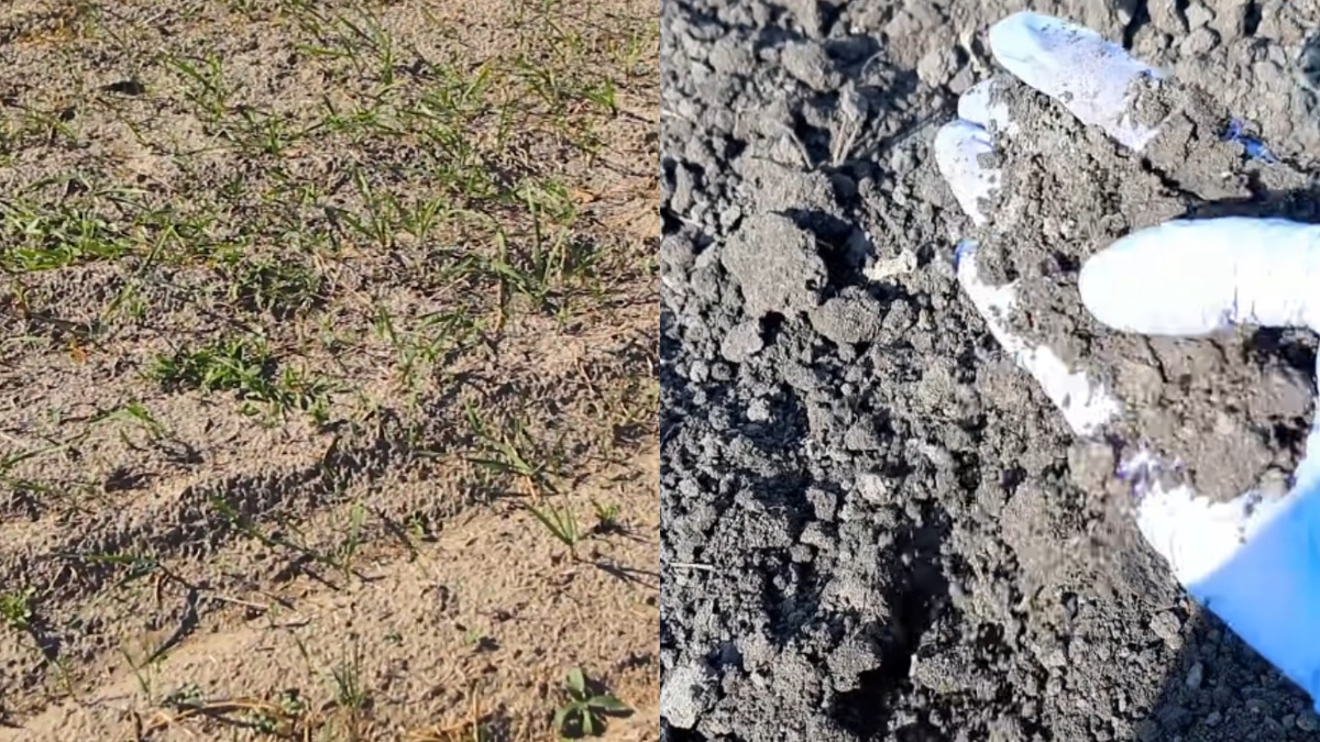 Мой участок до изучения правил (слева) и участок соседа-агронома (справа) - разница поражает