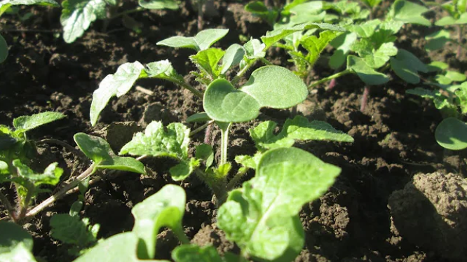 Дружные всходы появляются уже через неделю даже в прохладную погоду