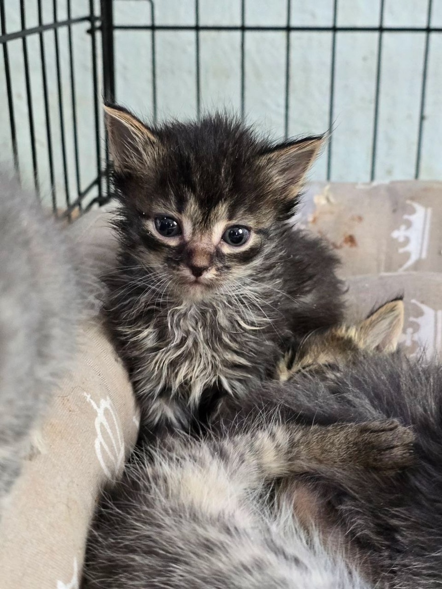 Пушистики даже не успели получить имена.