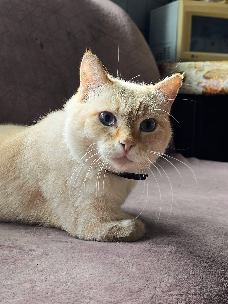 Тамерлану очень страшно!