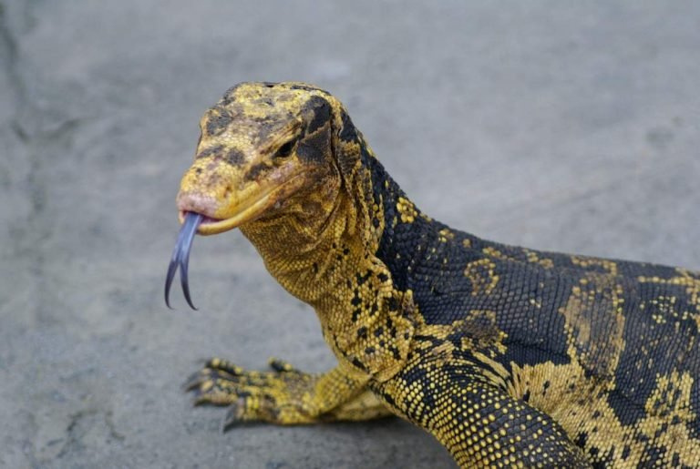 Взгляд, в котором читается интеллект. Но не стоит обманываться, это взгляд хищника.