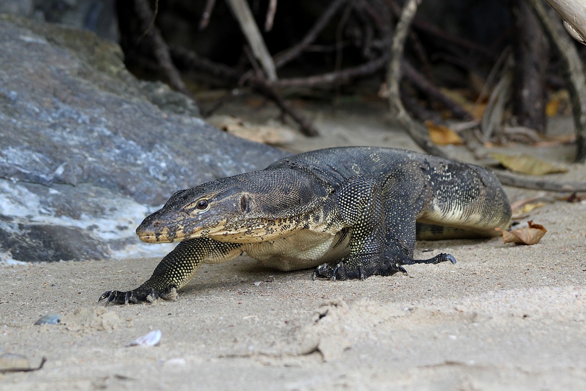 В своей стихии. Вот так он выглядит в природе — настоящий король прибрежных джунглей.