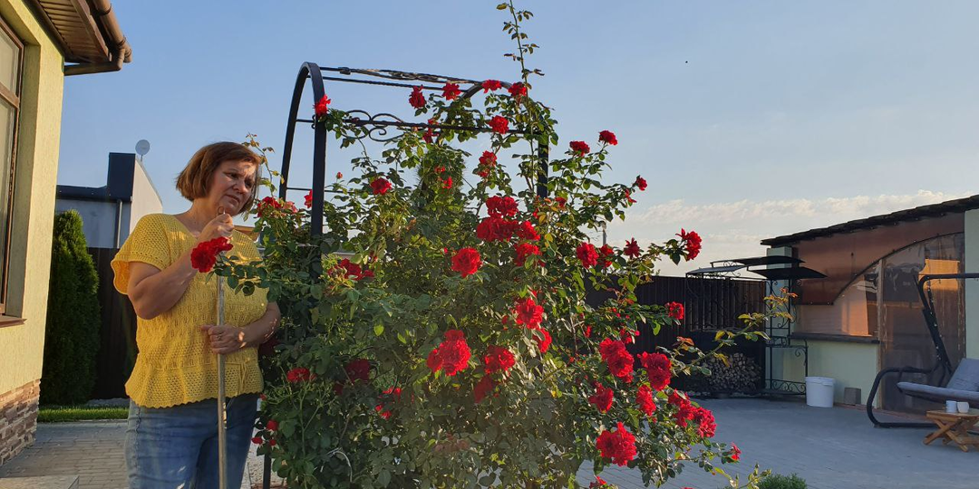 При таком черенковании роз приживаемость 95%. На следующий год они пышно зацветут