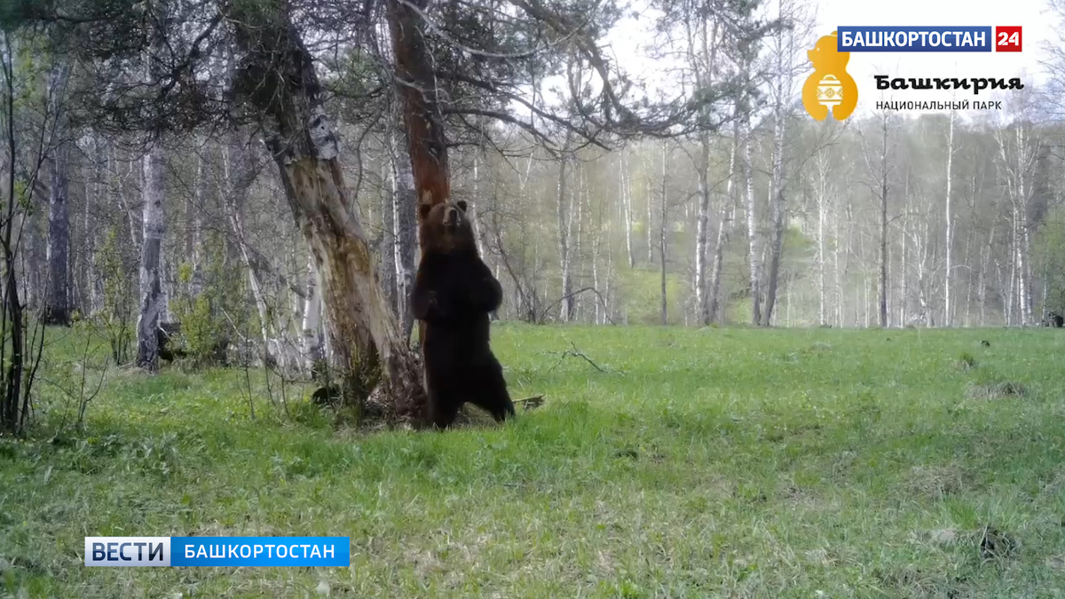    В Нацпарке «Башкирия» сняли на видео, как крупный медведь устанавливает лесные правила