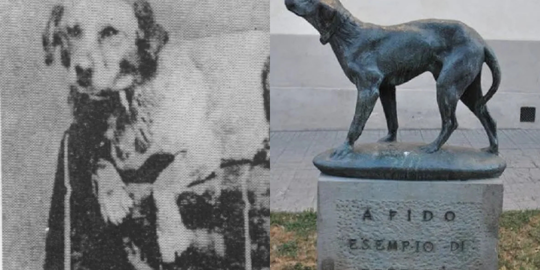 5 историй о собачьей верности, которые звучат как сценарий фильма