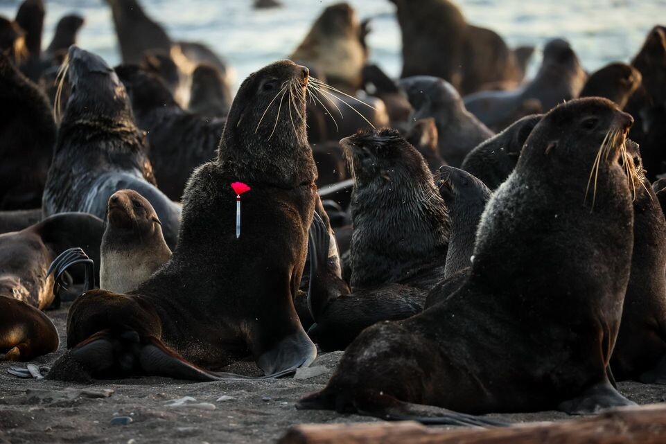     Группа помощи морским животным «Друзья океана»