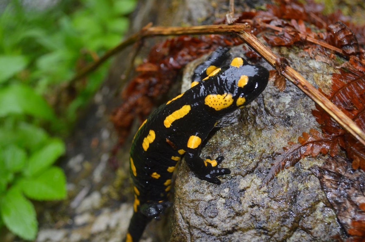 Ее яркий наряд — не для красоты, а грозное предупреждение для хищников в родном лесу.
