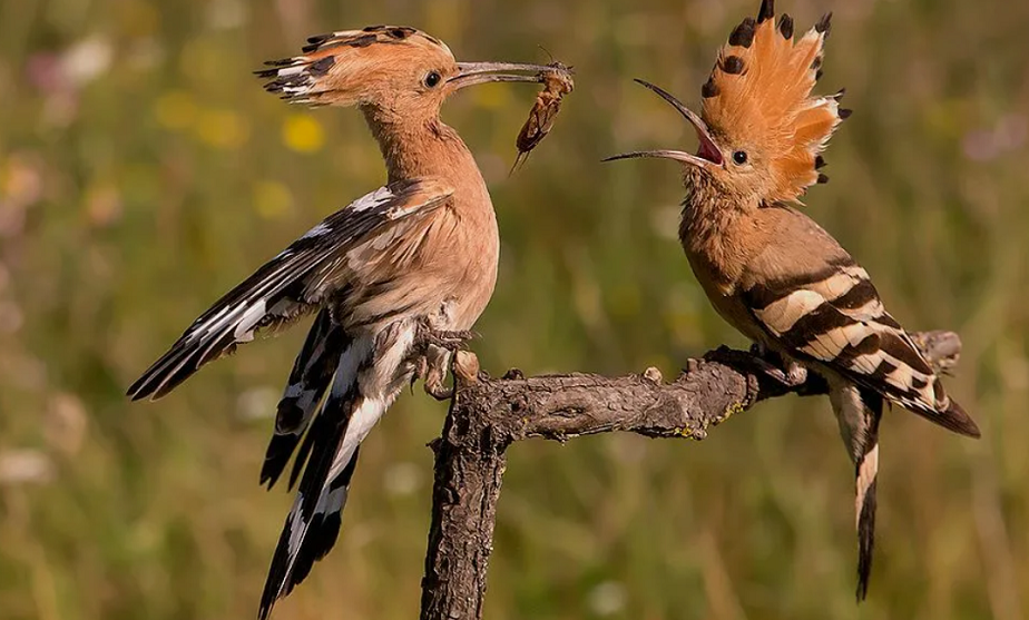 Удод угощает самку самыми вкусными блюдами в надежде на романтическое продолжение!