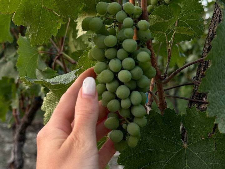 А вы знаете, почему Грузия считается родиной вина?