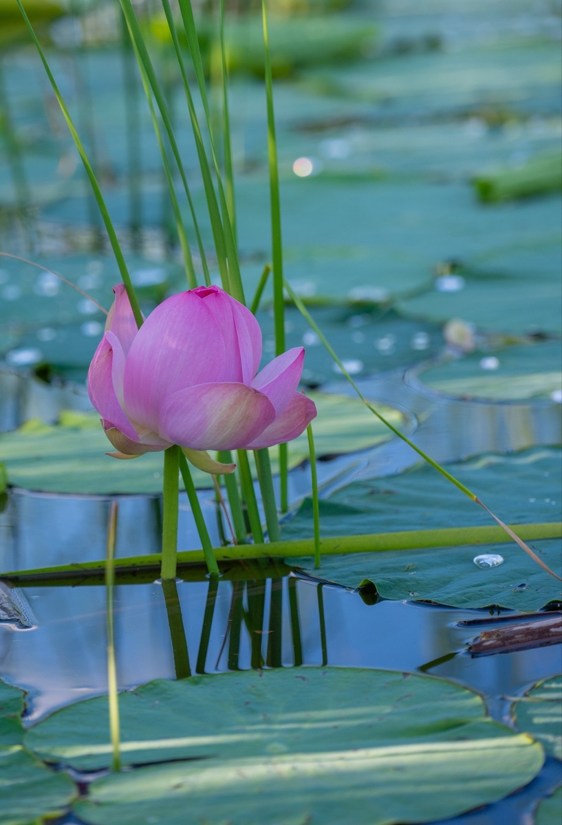 Смотрите, какую красоту я стырила в нашей курской телеграммной группе. Это в Курске на одном из водоëмов растут лотосы
