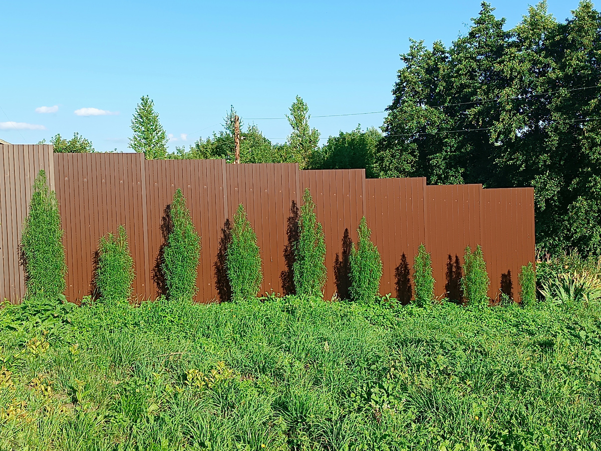 А это моя красота. Посмотрите, как "венички" классно смотрятся, изалека как туи прям