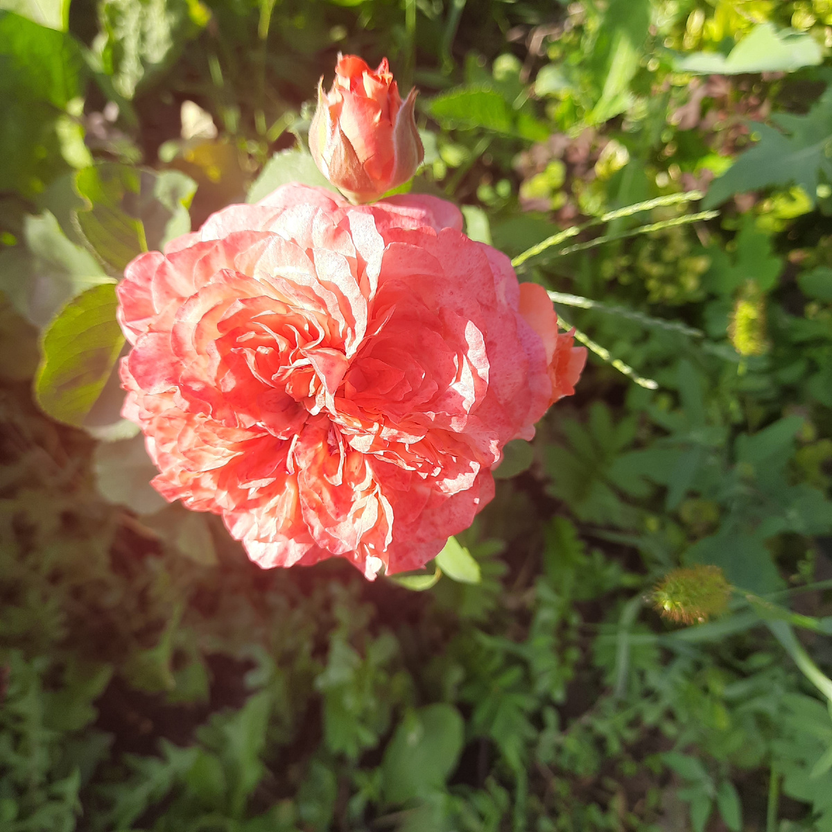 На стадии заканчивания цветения