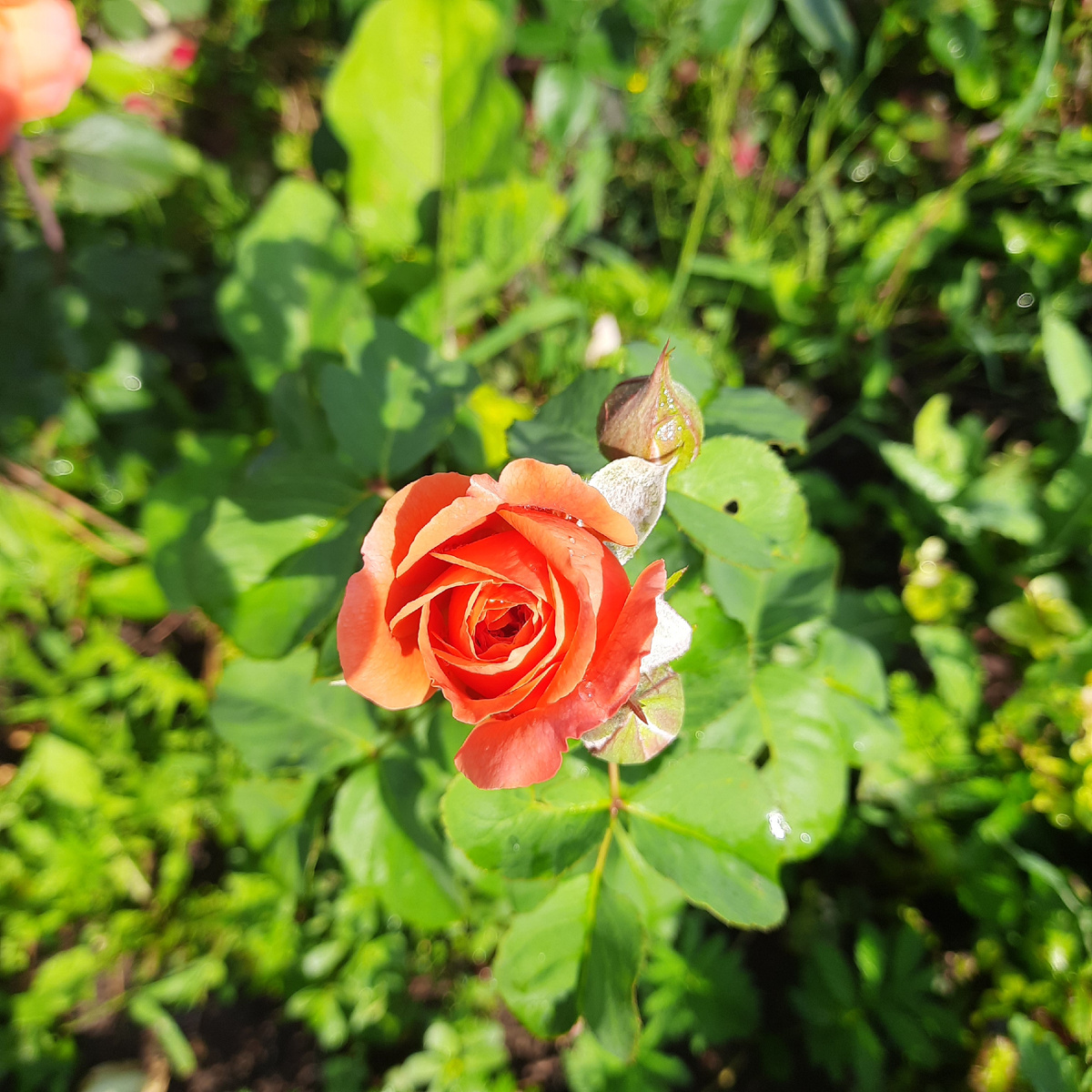 На стадии полуроспуска