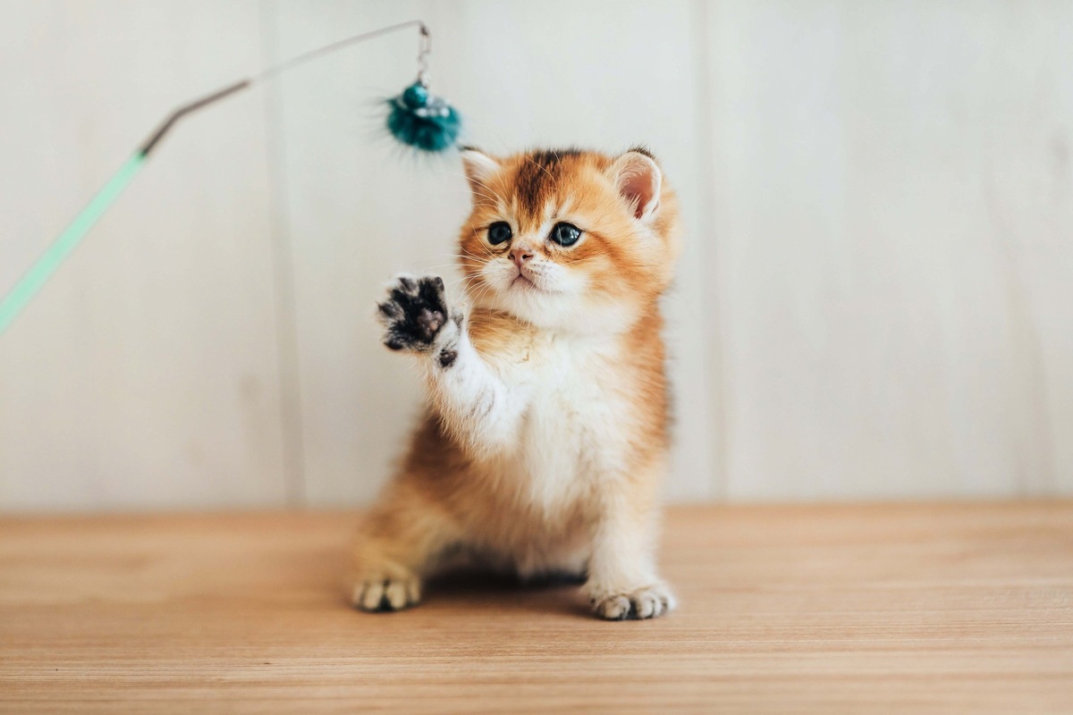 Ваш котенок — это целая вселенная. Давайте подберем ему имя, достойное императора! 👑