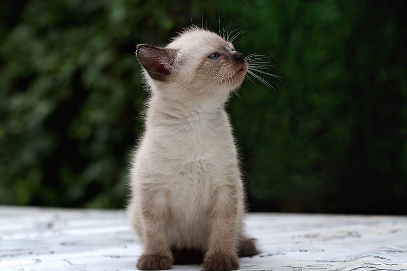 Мейлин задумалась о вечном... или о вкусняшке? 🍜