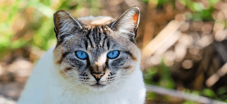 Красавец Скай.