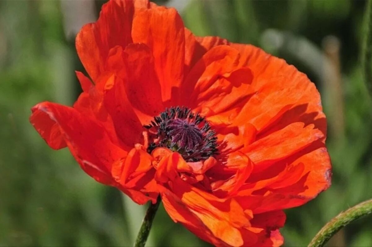    Тамбовчан призвали уничтожить маки у домов и на дачных участках