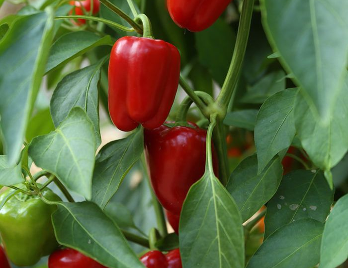 Чем подкормить перцы в августе в теплице и открытом грунте: чтобы плоды были крупными, сочными и сладкими