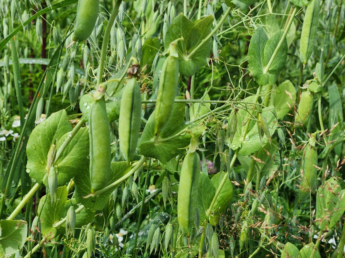 Горох поспел в полях
