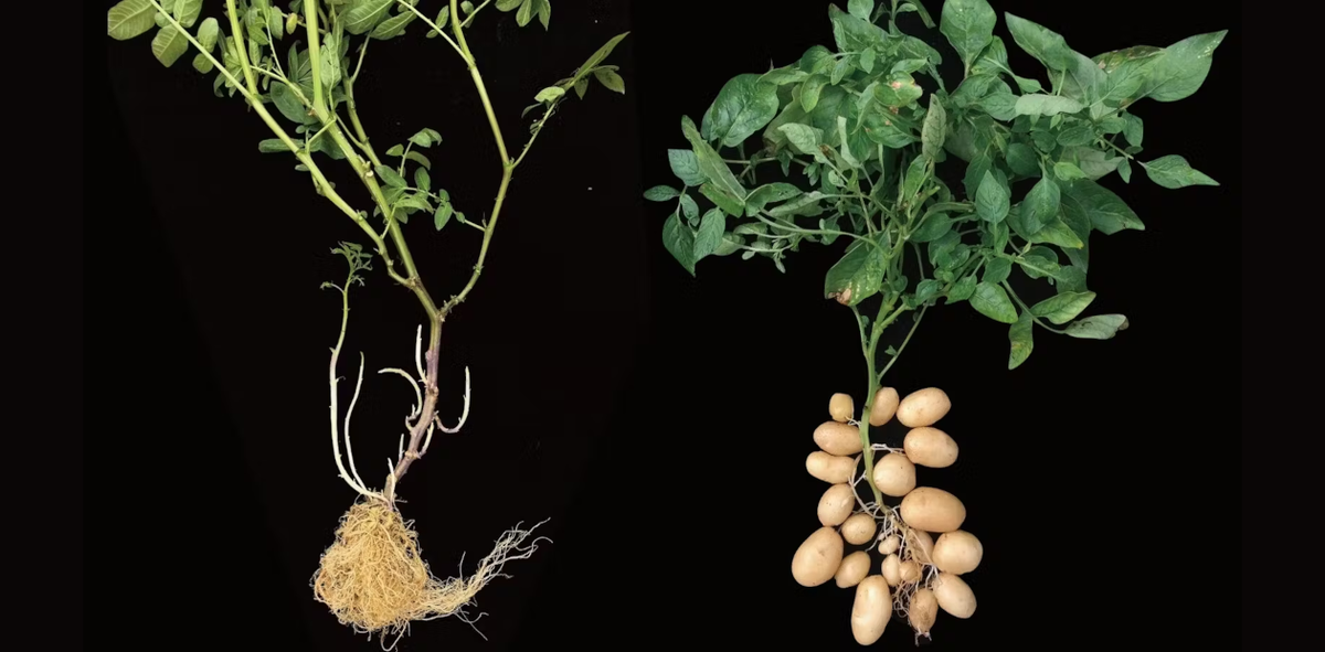 Бесклубневый Solanum etuberosum (слева) и современный картофель Solanum tuberosum (справа)